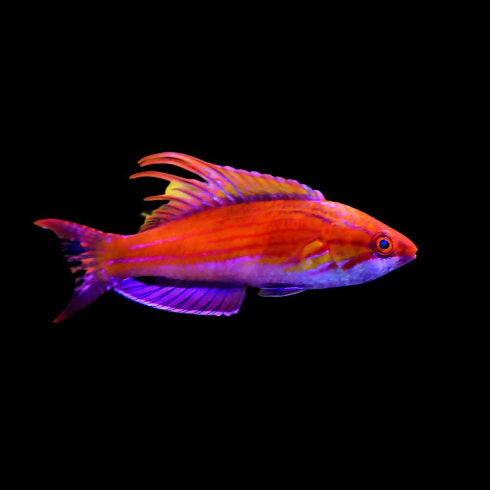 Carpenters Wrasse