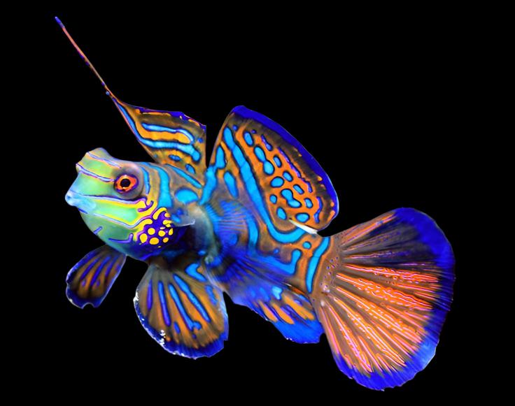Green Mandarin