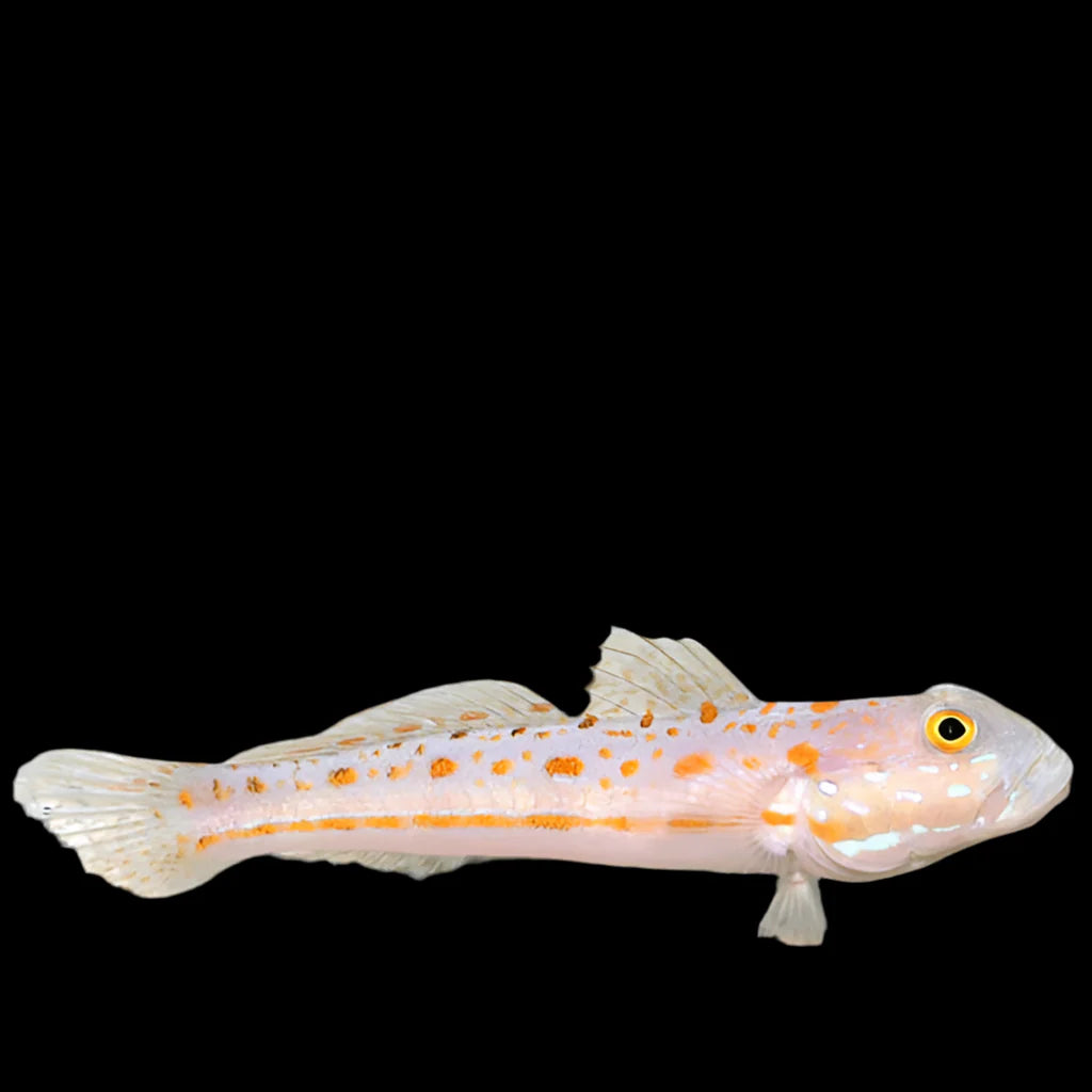 Diamond Sleeper Goby