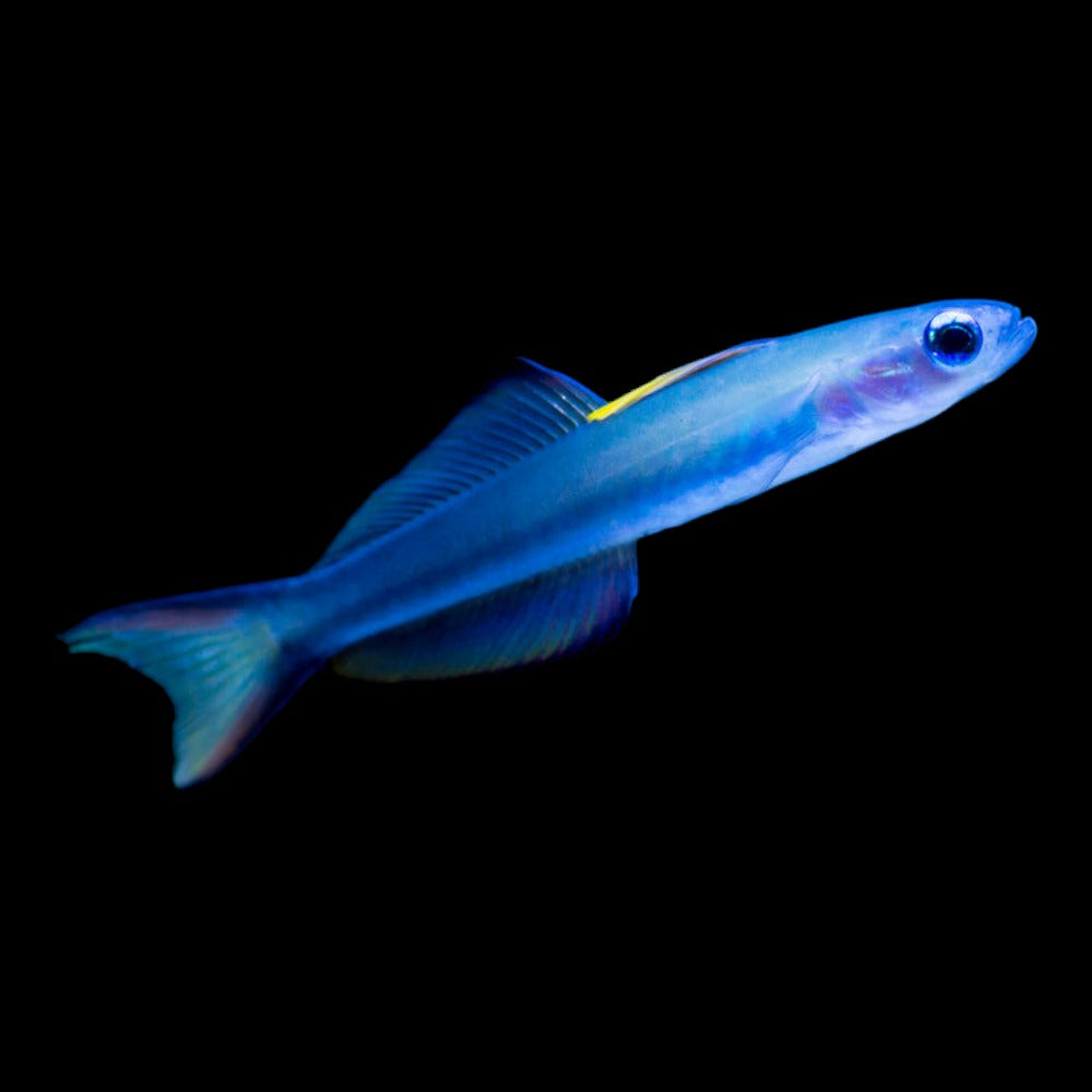 Blue Gudgeon Goby