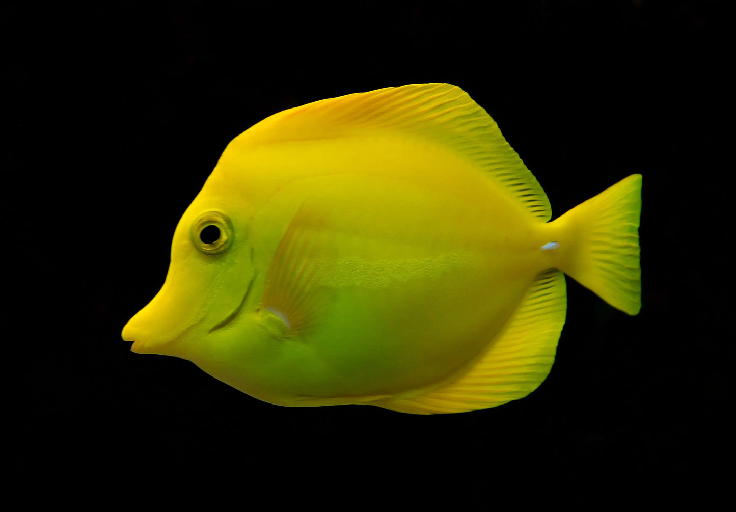 Hawaiian Yellow Tang