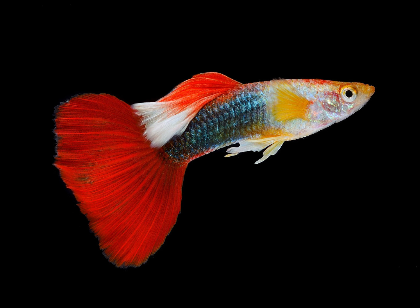 Fancy Guppies