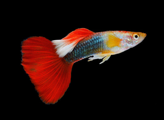 Fancy Guppies