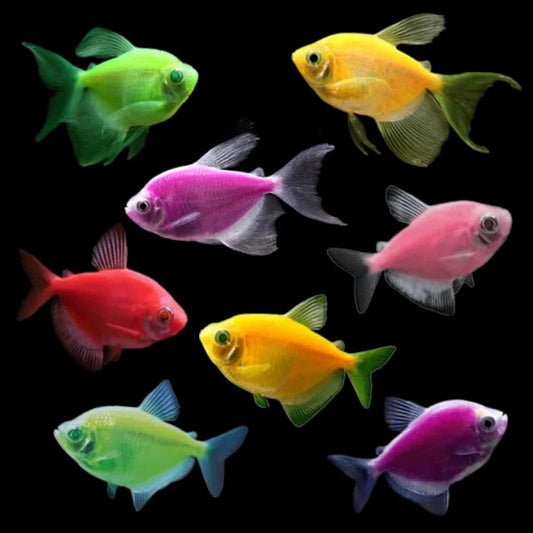 Glo Tetras