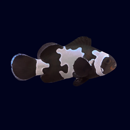 Black Snowflake Oscellaris Clownfish