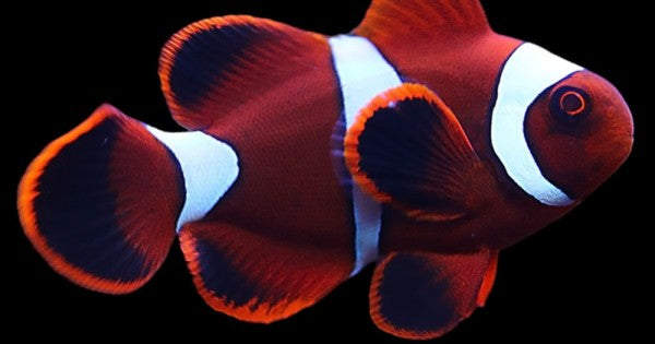 Maroon Clown