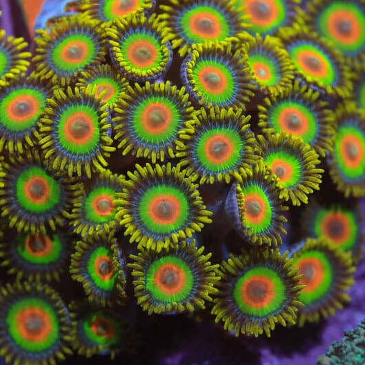 Rasta Zoanthids