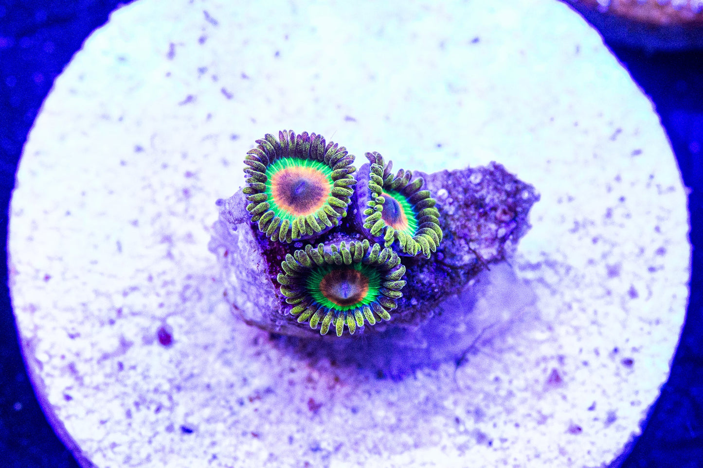 Rasta Zoanthids