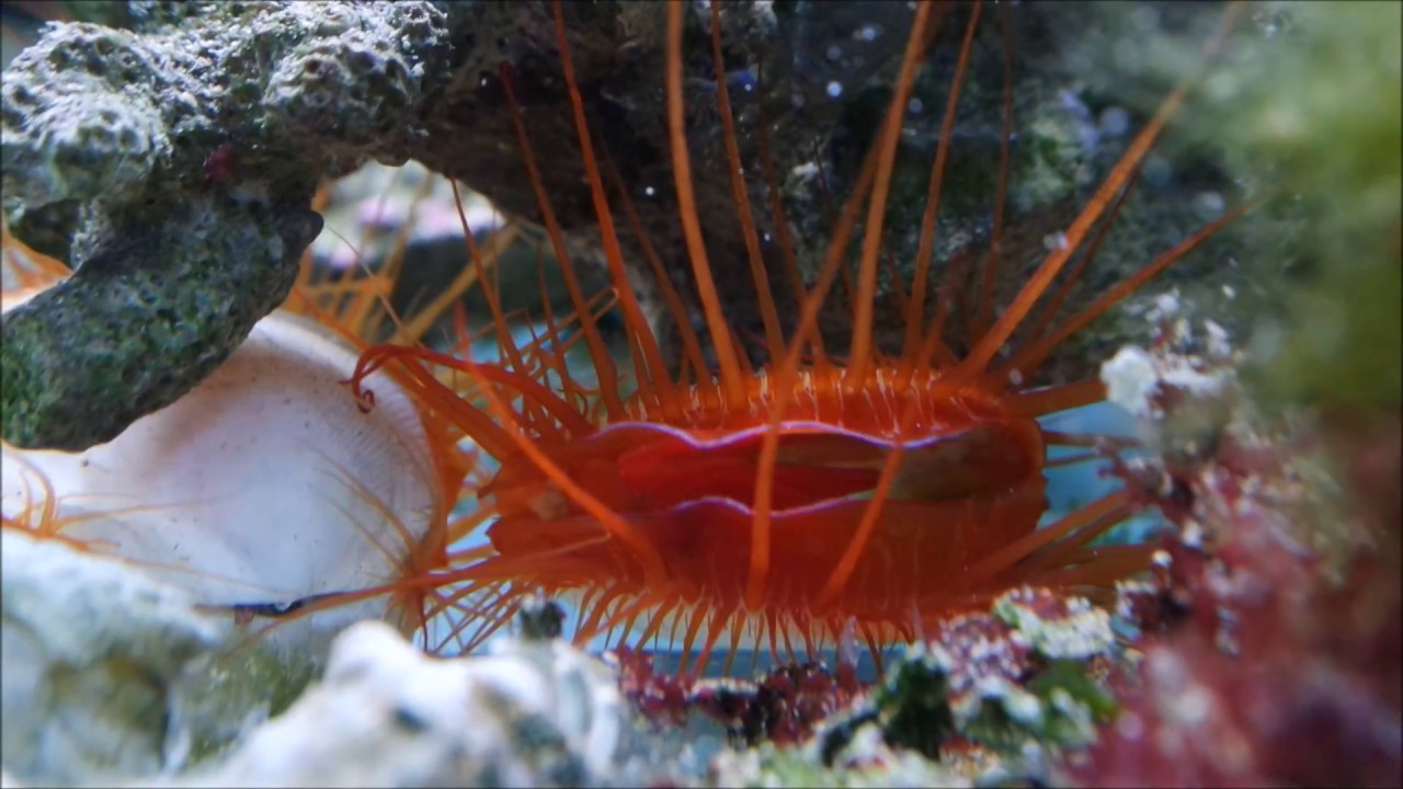 Electric Flame Scallop