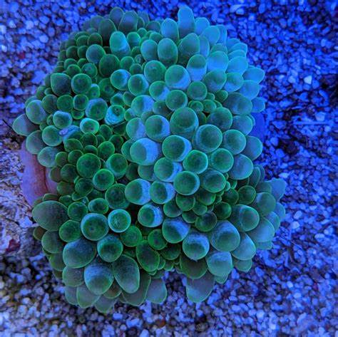 Green Bubble Tip Anemone