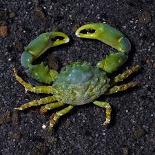 Emerald Crab (Mithraculus sculptus)