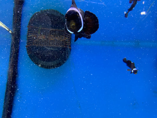 Extreme Misbar Black Clown