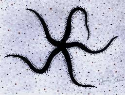 Black Brittle Starfish