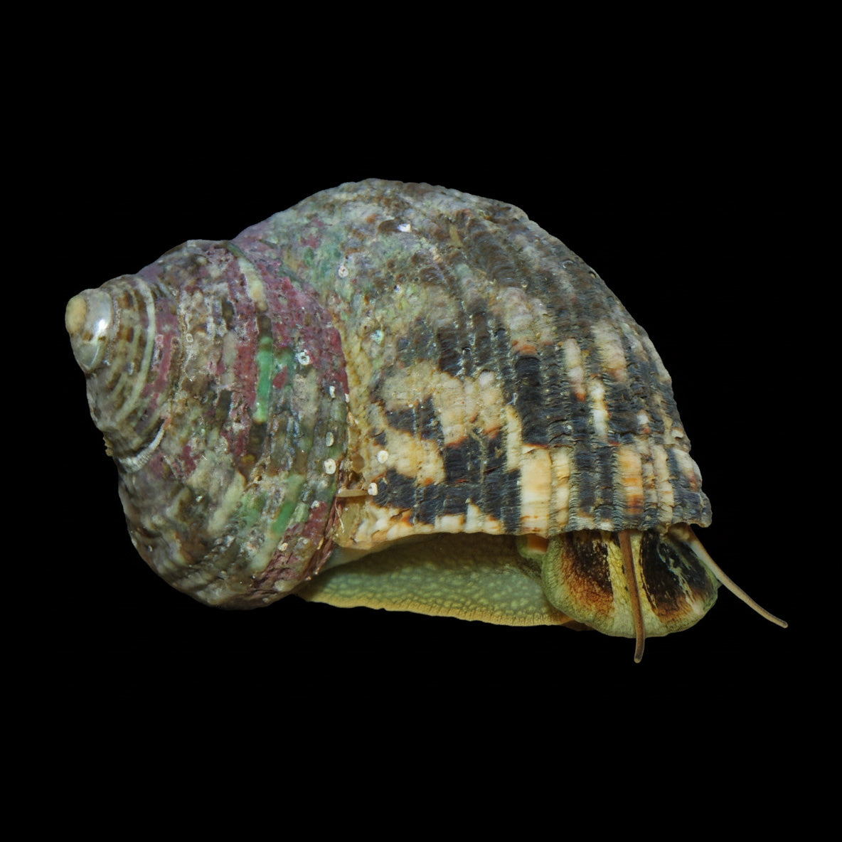 Mexican Turbo snails)
